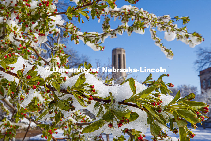 Spring trees covered in a blanket of snow surround the Mueller Bell Tower. An April snowstorm leaves campus unseasonably beautiful. April 17, 2020. Photo by Craig Chandler / University Communication.