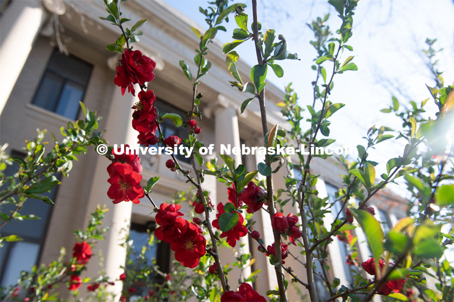 Spring flowers bloom on East Campus in front of Chase Hall. April 21, 2020. Photo by Gregory Nathan / University Communication.