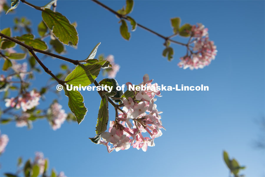 Spring trees and flowers bloom on East Campus. April 21, 2020. Photo by Gregory Nathan / University Communication.