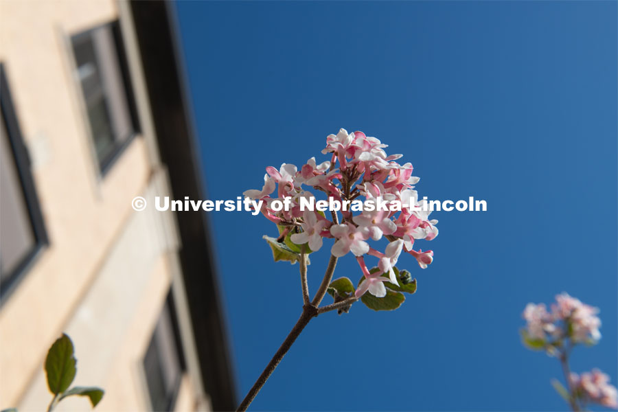 Spring trees and flowers bloom on East Campus. April 21, 2020. Photo by Gregory Nathan / University Communication.
