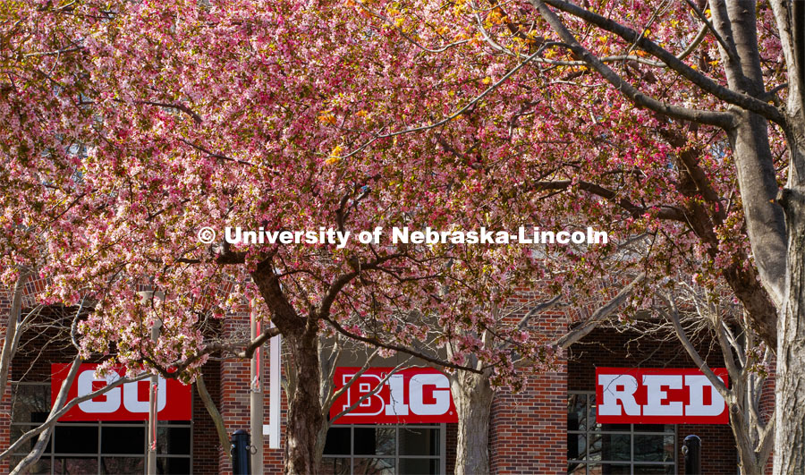 GO BIG RED signs in the windows of the Nebraska Union on City Campus, and the trees are blooming. City Campus. April 22, 2020. Photo by Craig Chandler / University Communication.