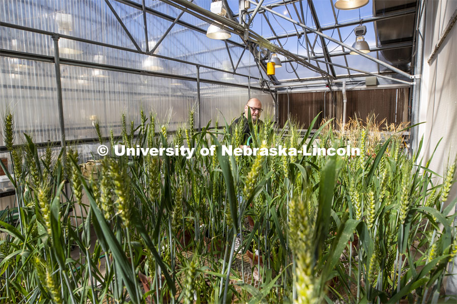 Jeff Witkowski, Greenhouse Manager for Agricultural Research Division, waters wheat plants. Each row of plants was planted one week apart, and the greenhouse staff is caring for them. The wheat is an experiment being run by Shirley Sato, lab manager for the Center for Biotechnology. April 23, 2020. Photo by Craig Chandler / University Communication.