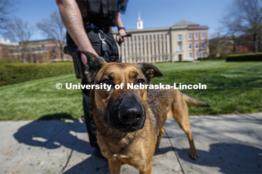UNL Police K-9 Dog, Layla and her partner / handler with Love Library in the background. April 23, 2020. Photo by Craig Chandler / University Communication.