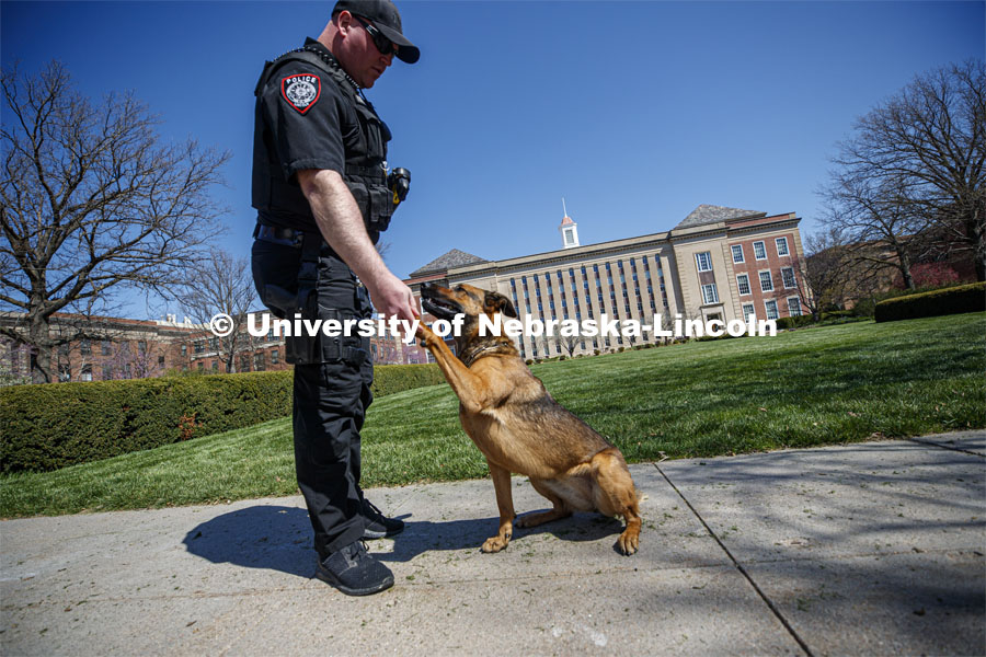 UNL Police K-9 Dog, Layla and her partner, Officer Russ Johnson Jr., shake hands. Love Library in the background. April 23, 2020. Photo by Craig Chandler / University Communication.