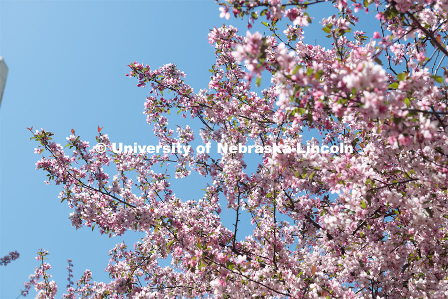 Spring trees and flowers bloom on City Campus. April 21, 2020. Photo by Gregory Nathan / University Communication.