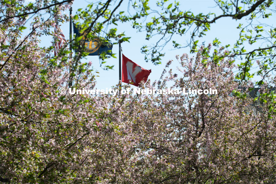 Spring trees bloom on City Campus near the American, Nebraska, and University flags. April 21, 2020. Photo by Gregory Nathan / University Communication.