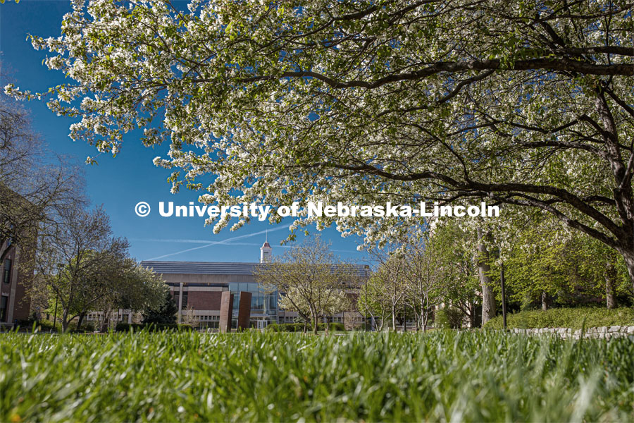 Green grass and spring trees bloom on City Campus in front of Love Library. April 30, 2020. Photo by Craig Chandler / University Communication.