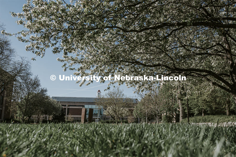 Green grass and spring trees bloom on City Campus in front of Love Library. April 30, 2020. Photo by Craig Chandler / University Communication.