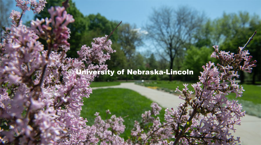Spring is in bloom on East Campus. May 5, 2020. Photo by Gregory Nathan / University Communication.