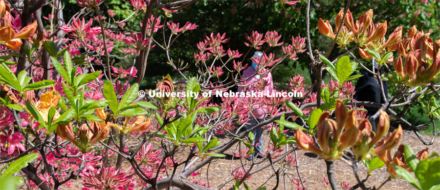 Because of the Corona Virus pandemic, visitors wear masks as they walk around the East Campus gardens. Spring is in bloom on East Campus. May 5, 2020. Photo by Gregory Nathan / University Communication.