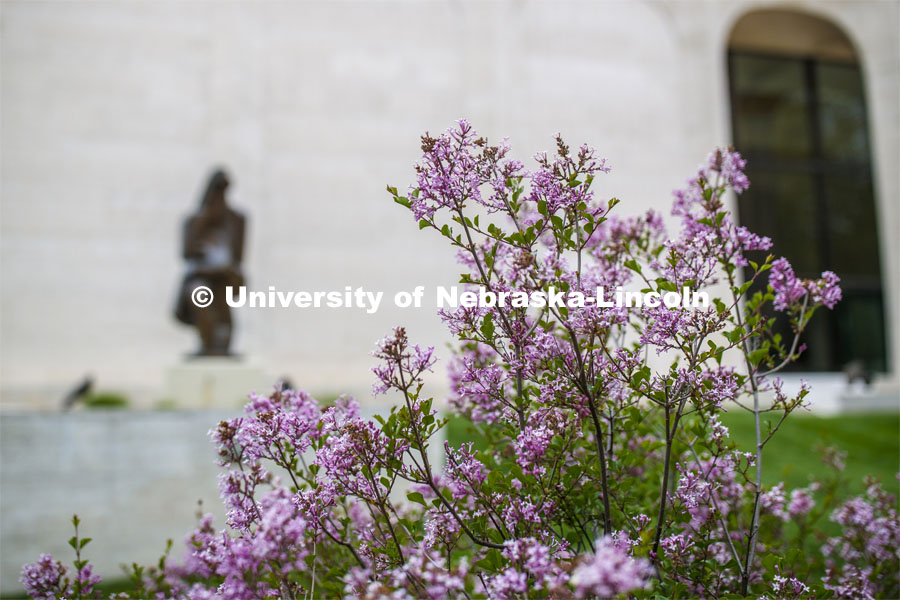 Blooming flowers and bushes on city campus. May 12, 2020. Photo by Craig Chandler / University Communication.