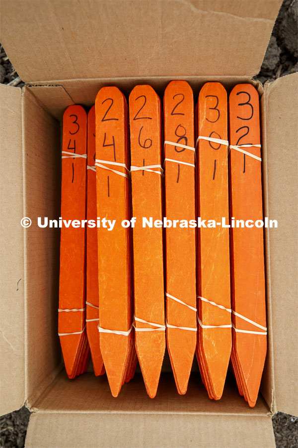 A box of row markers await their turn. James Schnable's group hand plants corn and sorghum seeds at the East Campus ag fields. May 20, 2020. Photo by Craig Chandler / University Communication.