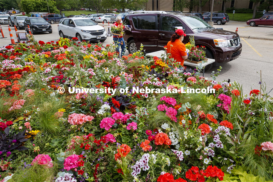 Stacy Adams, Associate Professor of Practice for Agronomy and Horticulture, passes out flats of flowers. The University of Nebraska-Lincoln Horticulture Club hosted its first-ever plant giveaway Thursday, a replacement for the club's annual plant sale and fundraiser was due to the university shutdown in response to the global pandemic in mid-March. A prepackaged assortment of plants in a cardboard flat will be ready for each recipient. There were two sessions of giveaways with 100 flats of plants at each one. It only took 22 minutes to give away the morning allocation of flats. May 21, 2020. Photo by Craig Chandler / University Communication.