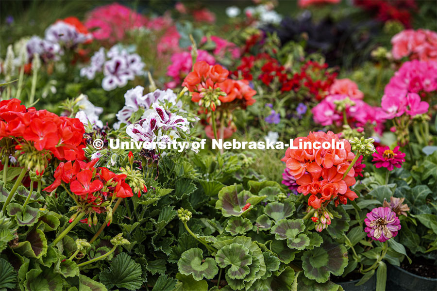 The University of Nebraska-Lincoln Horticulture Club hosted its first-ever plant giveaway Thursday, a replacement for the club's annual plant sale and fundraiser was due to the university shutdown in response to the global pandemic in mid-March. A prepackaged assortment of plants in a cardboard flat will be ready for each recipient. There were two sessions of giveaways with 100 flats of plants at each one. It only took 22 minutes to give away the morning allocation of flats. May 21, 2020. Photo by Craig Chandler / University Communication.