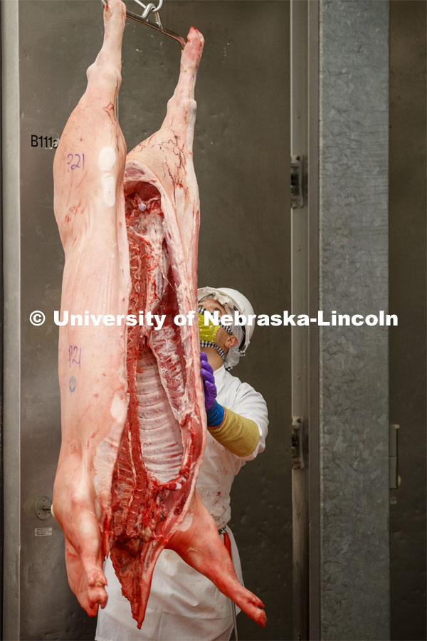 David Velazco, a masters student in Animal Science, moves a pork carcass into the meat lab Thursday. UNL's Loeffel Meat Laboratory in partnership with the Nebraska Pork Producers Association Pork Cares program process more than 1500 pounds of pork for the Food Bank for the Heartland in Omaha. This is the second donation being processed for food banks. Friends and family of Bill and Nancy Luckey of Columbus donated the pigs. The first donation went to the Lincoln Food Bank. The pigs were harvested and processed at the east campus meat lab. May 28, 2020. Photo by Craig Chandler / University Communication.
