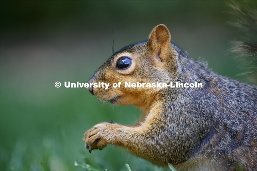 Squirrels on City Campus. June 10, 2020. Photo by Craig Chandler / University Communication.