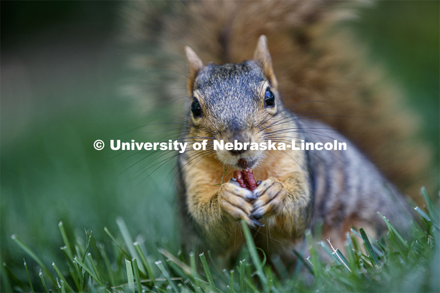 Squirrels on City Campus. June 10, 2020. Photo by Craig Chandler / University Communication.
