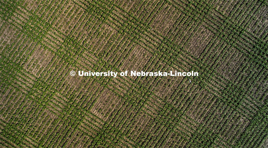 Drone footage shows planting patterns from the air over University of Nebraska’s East campus ag research fields. Quality Protein Popcorn hybrid yield trial by Professor David Holding. The plaid field are newly planted popcorn varieties. The plaid rows are taller corn border rows to isolate the test plots. East Campus ag fields. June 11, 2020. Photo by Craig Chandler / University Communication.