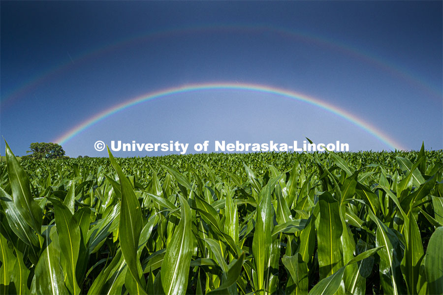 Rural landscape of a double rainbow over a corn field north of Adams, NE. June 22, 2020. Photo by Craig Chandler / University Communication.