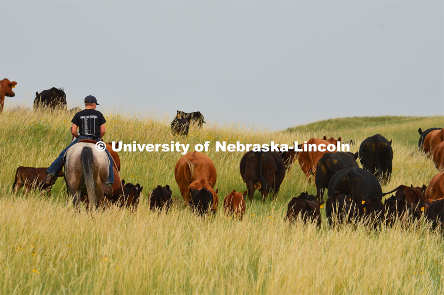 Ranchers ride on horseback to round up the cattle for branding and tagging. Cattle and livestock on the Diamond Bar Ranch north of Stapleton, NE, in the Nebraska Sandhills. June 23, 2020. Photo by Natalie Jones.  Photos are for UNL use only.  Any outside use must be approved by the photographer.