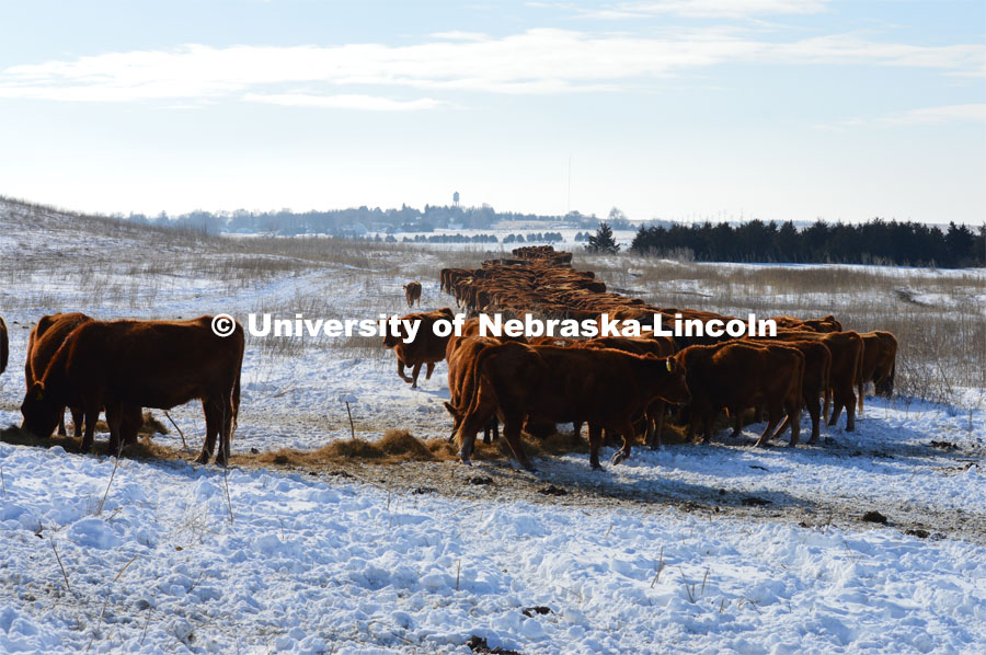 Cattle and livestock on the Diamond Bar Ranch north of Stapleton, NE, in the Nebraska Sandhills. June 23, 2020. Photo by Natalie Jones.  Photos are for UNL use only.  Any outside use must be approved by the photographer.