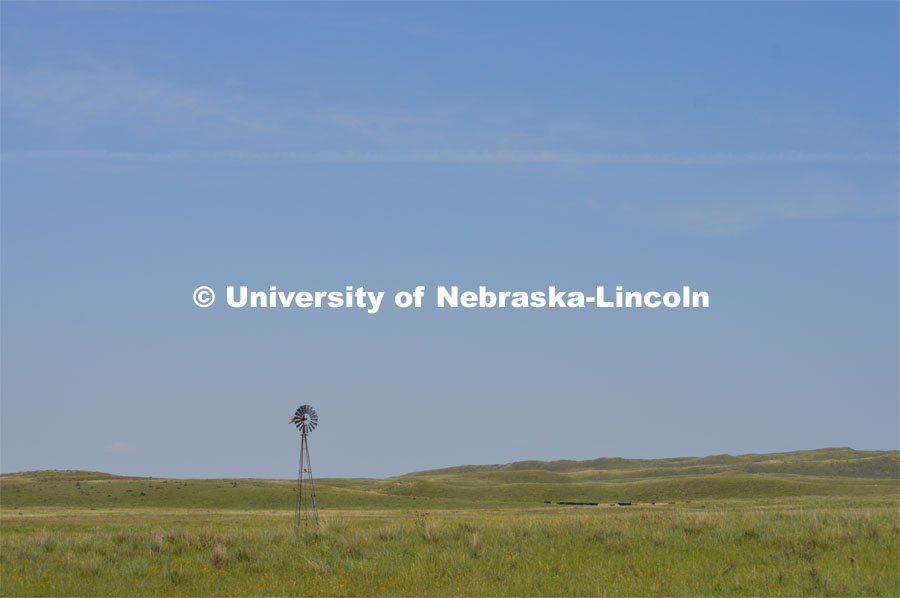Cattle and livestock on the Diamond Bar Ranch north of Stapleton, NE, in the Nebraska Sandhills. June 23, 2020. Photo by Natalie Jones.  Photos are for UNL use only.  Any outside use must be approved by the photographer.