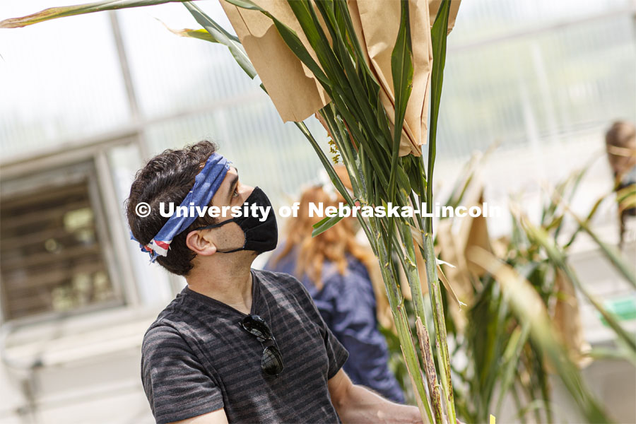 Summer research in Beadle Greenhouse in James Schnable sorghum research area. Students wear masks as protection against COVID-19. June 26, 2020. Photo by Craig Chandler / University Communication.