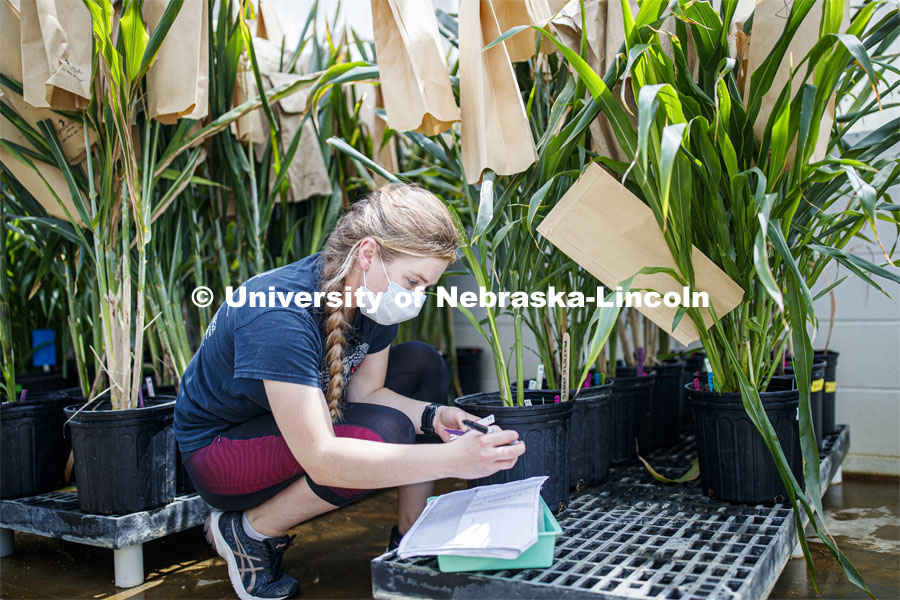 Olivia Fiala, research technician for the Center for Plant Innovation, records and examines sorghum plants in Beadle Greenhouse. James Schnable sorghum research. Students wear masks as protection against COVID-19. June 26, 2020. Photo by Craig Chandler / University Communication.