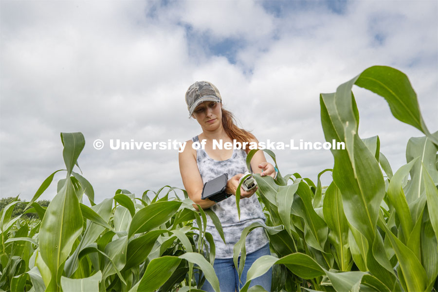Mackenzie Zwiener, a graduate student in agronomy, takes a photosynthesis measurement of a corn leaf in the research fields at 84th and Havelock. June 30, 2020. Photo by Craig Chandler / University Communication.