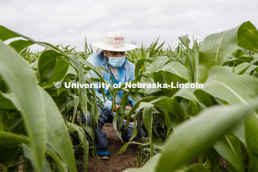Ravi Mural, post doc in agronomy, takes a photosynthesis measurement of a corn leaf in the research fields at 84th and Havelock. June 30, 2020. Photo by Craig Chandler / University Communication.