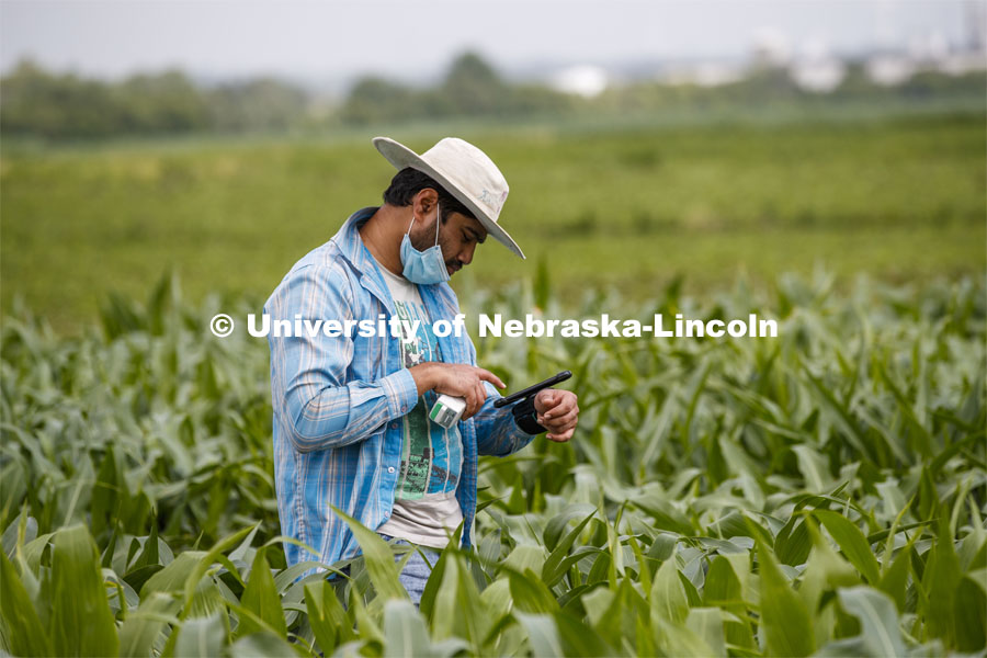 Ravi Mural, post doc in agronomy, takes a photosynthesis measurement of a corn leaf in the research fields at 84th and Havelock. June 30, 2020. Photo by Craig Chandler / University Communication.