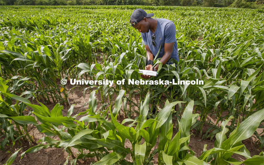Aime Nishimwe, senior in integrated science, takes a photosynthesis measurement of a corn leaf in the research fields at 84th and Havelock. June 30, 2020. Photo by Craig Chandler / University Communication.
