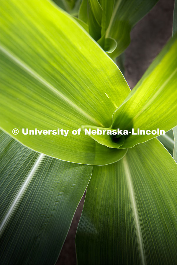 Close up of a corn plant at the Agriculture fields at 84th and Havelock. June 30, 2020. Photo by Craig Chandler / University Communication.