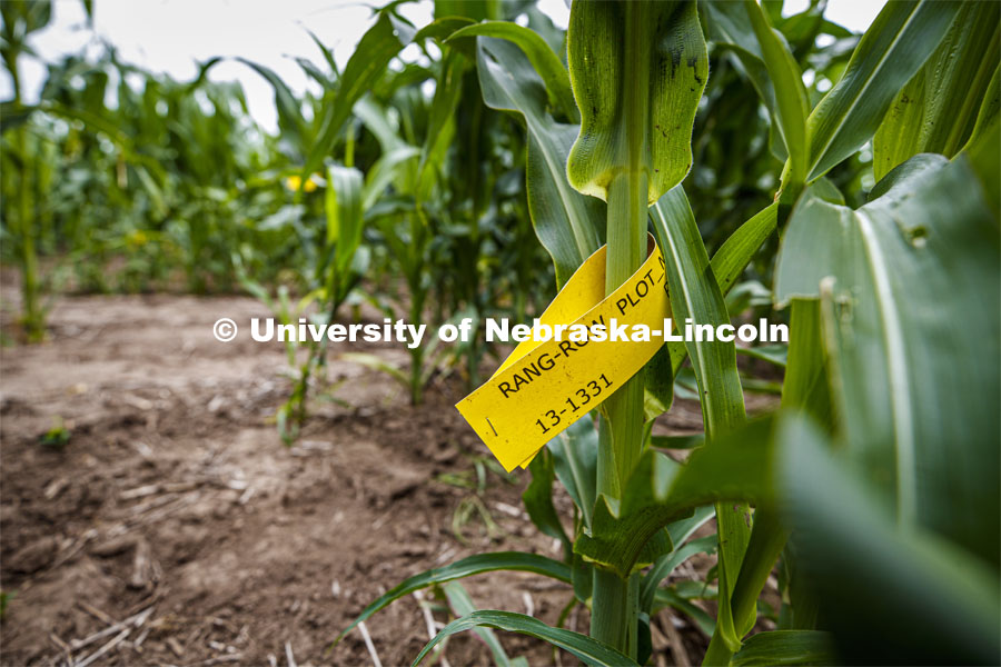 A row is tagged on the stalk of corn at the Agriculture fields at 84th and Havelock. June 30, 2020. Photo by Craig Chandler / University Communication.
