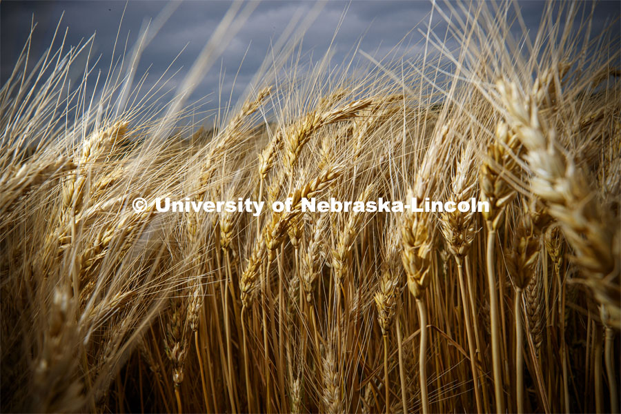 Wheat grows at the Agriculture fields at 84th and Havelock. June 30, 2020. Photo by Craig Chandler / University Communication.