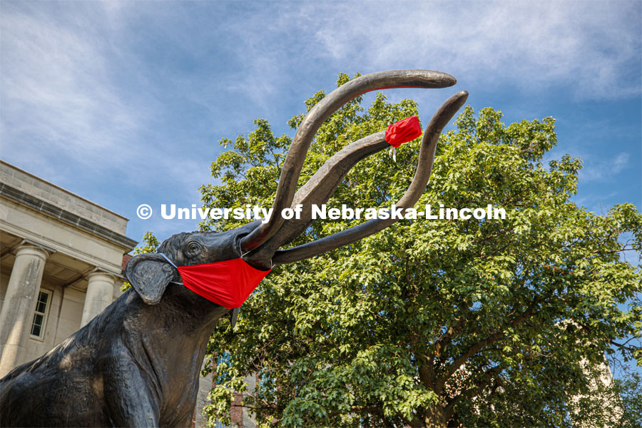 Archie the mammoth sculpture wears a mask outside of the University of Nebraska State Museum in Morrill Hall. The sculpture is one of many UNL campus sculptures wearing masks. Mask wearing statues on campus. July 7, 2020. Photo by Craig Chandler / University Communication.