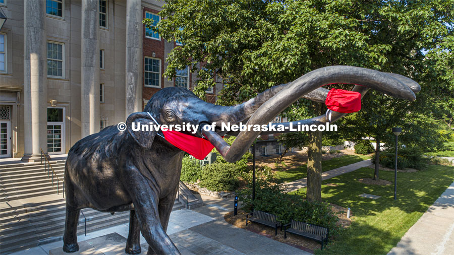 Archie the mammoth sculpture wears a mask outside of the University of Nebraska State Museum in Morrill Hall. The sculpture is one of many UNL campus sculptures wearing masks. Mask wearing statues on campus. July 7, 2020. Photo by Craig Chandler / University Communication.