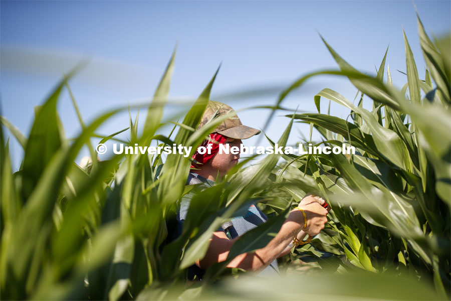 Isaac Stevens uses a punch to collect samples from the leaves of several corn plants in each plot at the University of Nebraska–Lincoln’s Department of Agronomy and Horticulture research fields at 84th and Havelock. The leaf punches will be tested for high throughput RNA and will be tested across it's 30,000 genes and almost 300 metabolites. The student workers are testing the plants as part of James Schnable's research group. July 8, 2020. Photo by Craig Chandler / University Communication.