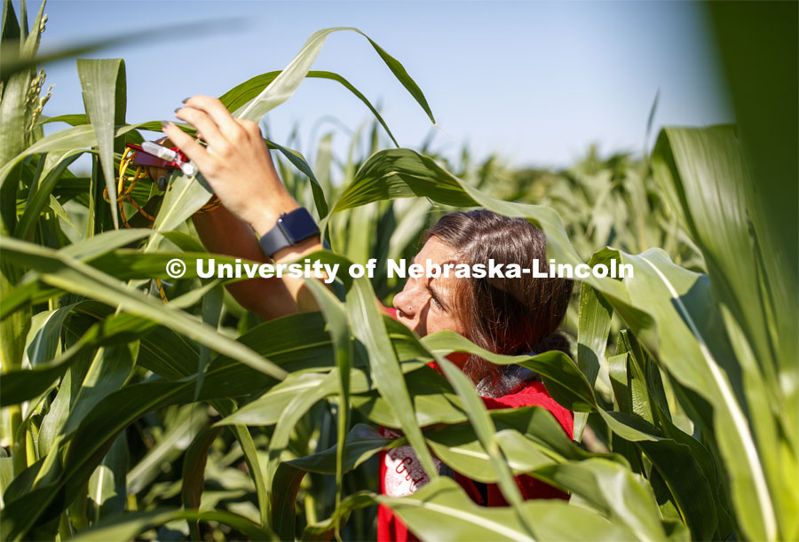 Sierra Conway uses a punch to collect samples from the leaves of several corn plants in each plot at the University of Nebraska–Lincoln’s Department of Agronomy and Horticulture research fields at 84th and Havelock. The leaf punches will be tested for high throughput RNA and will be tested across it's 30,000 genes and almost 300 metabolites. The student workers are testing the plants as part of James Schnable's research group. July 8, 2020. Photo by Craig Chandler / University Communication.
