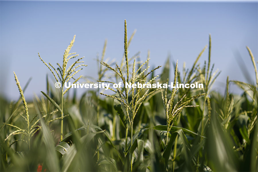 Close up of tassels on the tops of corn plants in the University of Nebraska–Lincoln’s Department of Agronomy and Horticulture research fields at 84th and Havelock. Students use a punch to collect samples from several corn plants in each plot. The leaf punches will be tested for high throughput RNA and will be tested across it's 30,000 genes and almost 300 metabolites. The student workers are testing the plants as part of James Schnable's research group. July 8, 2020. Photo by Craig Chandler / University Communication.