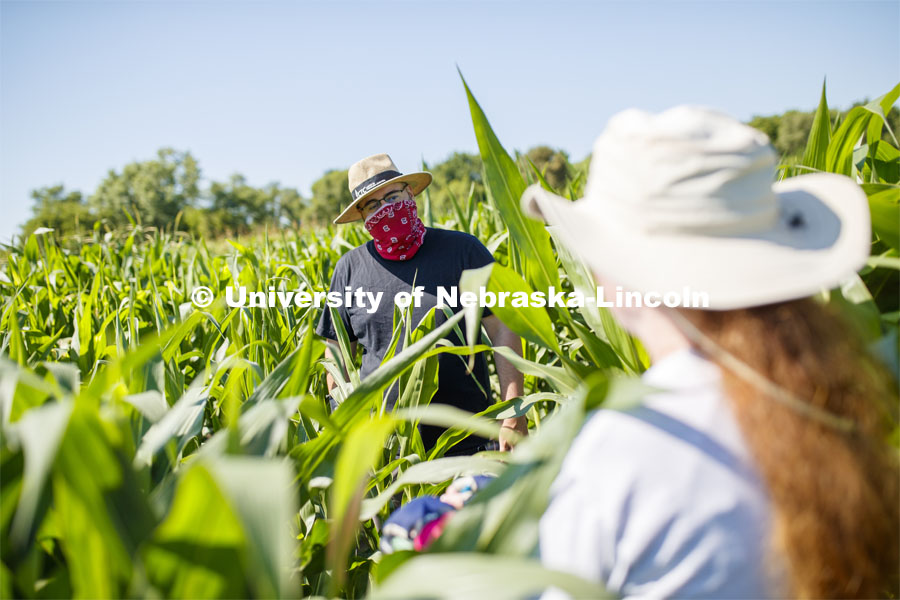 James Schnable talks Christine Smith while supervising students sampling corn plants in each plot using a punch to collect the samples at the University of Nebraska–Lincoln’s Department of Agronomy and Horticulture research fields at 84th and Havelock. The leaf punches will be tested for high throughput RNA and will be tested across it's 30,000 genes and almost 300 metabolites. The student workers are testing the plants as part of James Schnable's research group. July 8, 2020. Photo by Craig Chandler / University Communication.