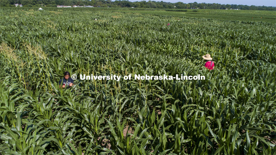 Students use a punch to collect samples from several corn plants in each plot at the University of Nebraska–Lincoln’s Department of Agronomy and Horticulture research fields at 84th and Havelock. The leaf punches will be tested for high throughput RNA and will be tested across it's 30,000 genes and almost 300 metabolites. The student workers are testing the plants as part of James Schnable's research group. July 8, 2020. Photo by Craig Chandler / University Communication.