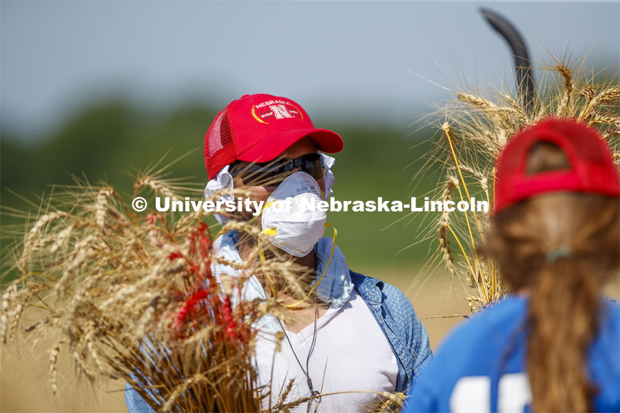 Ajay Rathore, graduate student in educational psychology, brings in the sheaves of research wheat to be thrashed. The plots are part of Stephen Baenziger, professor and Wheat Growers Presidential Chair in the University of Nebraska–Lincoln’s Department of Agronomy and Horticulture research. Research fields at 84th and Havelock. July 8, 2020. Photo by Craig Chandler / University Communication.
