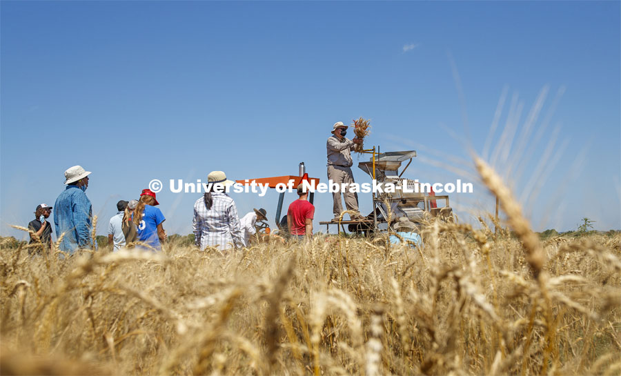 Wheat is harvested by plot planting on Stephen Baenziger, professor and Wheat Growers Presidential Chair in the University of Nebraska–Lincoln’s Department of Agronomy and Horticulture, research fields at 84th and Havelock. July 8, 2020. Photo by Craig Chandler / University Communication.