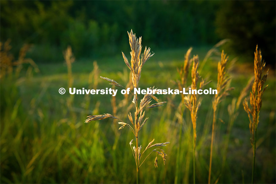 Bromegrass in Nebraska. July 9, 2020. Photo by Gregory Nathan / University Communication.