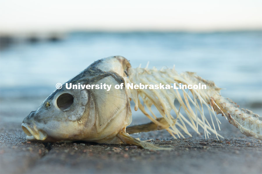Skeletal remains of a fish on the shore of the Calamus Lake in Central Nebraska. July 9, 2020. Photo by Gregory Nathan / University Communication.