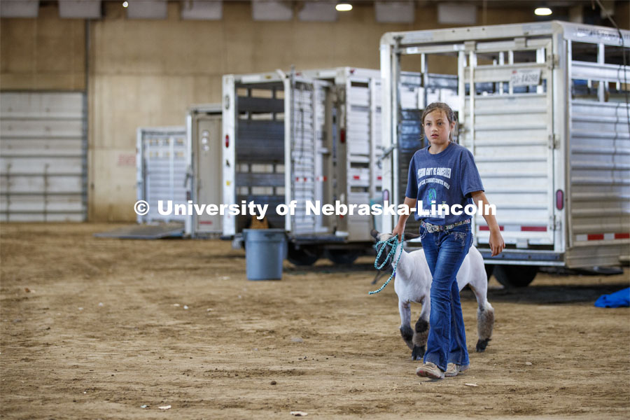 Atley Groteluschen of Columbus, Nebraska, walks her sheep toward the show ring. Participants worked from their livestock trailers rather than the tradition of having stalls in the sheep barn. The Platte County Fair in Columbus, NE, changed this year because of COVOD-19. Each livestock/animal show is a “show and go” format where 4-H'ers don't stay in the livestock barns as is tradition but transport their animals on the day of the show and work out their livestock trailers. Participants must wear a mask in the show ring. July 10, 2020. Photo by Craig Chandler / University Communication.