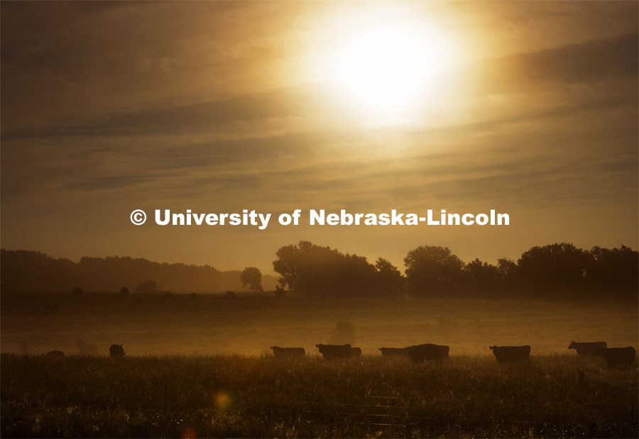 Cows in fog along Highway 43 east of Panama, Nebraska. July 16, 2020. Photo by Craig Chandler / University Communication.