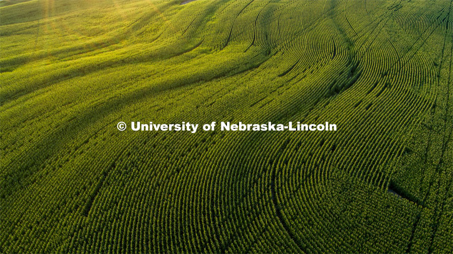 Corn fields tassel north of Adams, Nebraska. July 17, 2020. Photo by Craig Chandler / University Communication.