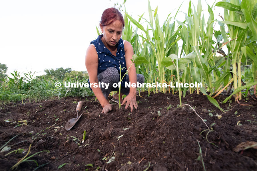 After preparing the soil, Rabaka Grung of Omaha plants cucumber seedlings at Cooper Farm in Omaha, Nebraska July 21, 2020. Photo by Gregory Nathan / University Communication.
